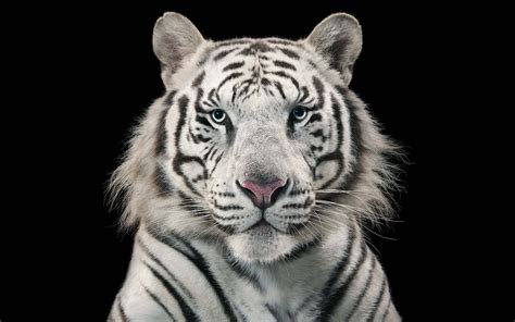 White Bengal Tiger Wallpaper (55+ images)