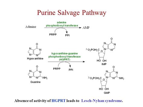 Purine Synthesis Salvage Pathway