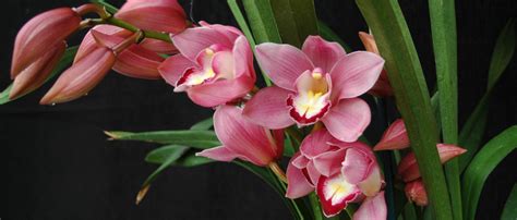 Care of Cymbidium - Smithsonian Gardens