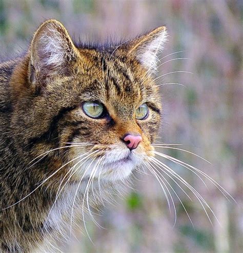 Scottish Wildcats: Powerful Hunters and Endangered Animals | Owlcation