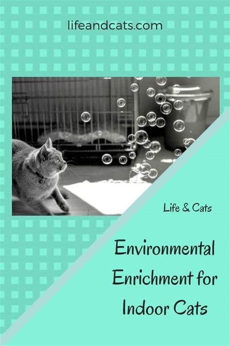 Enrichment Ideas for Indoor Cats - Life & Cats