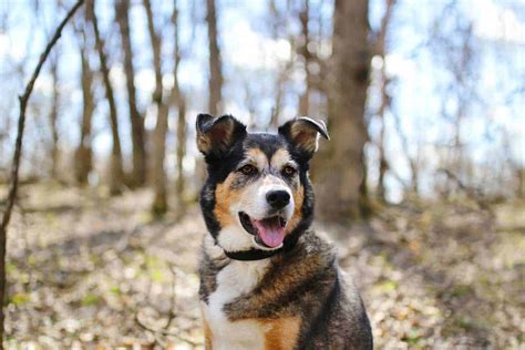 Shollies: Border Collie And German Shepherd Mixed Breed Dog