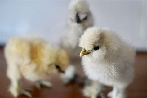 Silkie Hatching Eggs – Better With Thyme