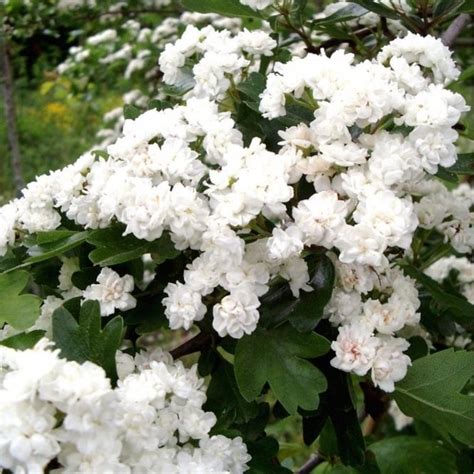 Crataegus Laevigata Plena | Buy Double White Hawthorn Tree