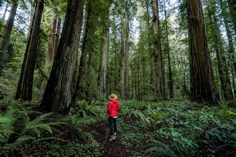 9 (Ancient) Hikes at REDWOOD NATIONAL PARK You Can't Miss