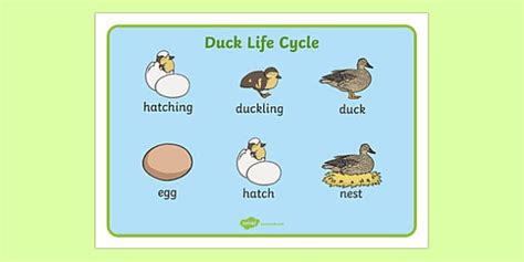 Duck Life Cycle Word Mat - duck, life cycle, word mat, animal