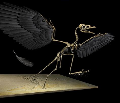 BIRDS EVOLVED FLIGHT MANY TIMES? – Evolution is a Myth