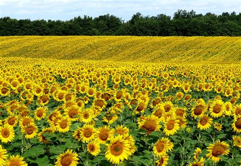 Landscape photography of Sunflower fields HD wallpaper | Wallpaper Flare