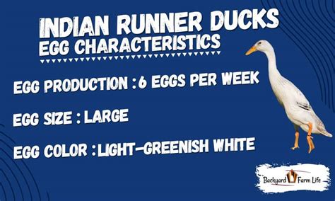 Indian Runner Ducks Egg Laying Guide - Everything To Know