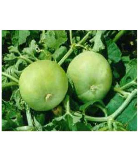 Vegetable seeds Tinda Best Quality High Germination Seeds 1 pack of 25 ...