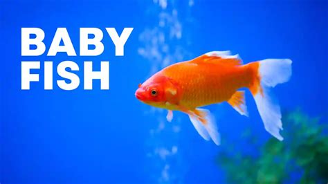 What is a Baby Fish Called? - sharksinfo.com