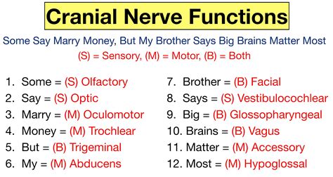 Cranial Nerves Mnemonic: Function, Labeled Names in Order, Definition ...