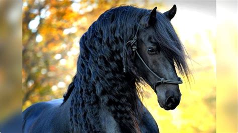 Video: Eight of the Most Beautiful Horse Breeds
