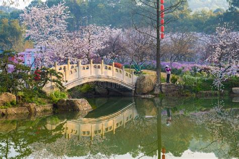 Spring Scenery of East Lake Cherry Blossom Garden in Wuhan, Hubei ...