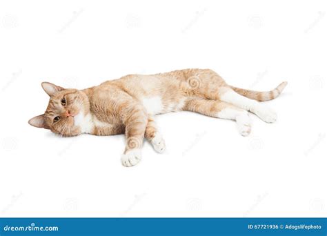 Cute Adult Cat Laying On Side Over White Stock Photo - Image: 67721936