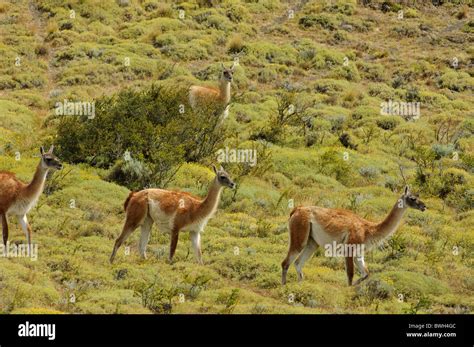 Guanaco herd (Lama guanicoe), Parque Nacional Torres del Paine Chile ...