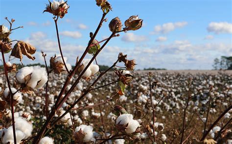 Surprise: The Philippines has the best cotton variety in the world - NOLISOLI