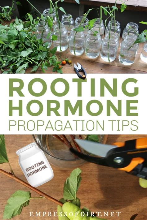 When to Use Rooting Hormone for Plant Propagation | Empress of Dirt