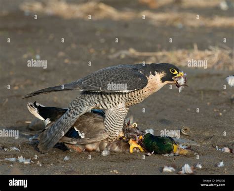 Hunting Peregrine Falcon Stock Photo: 64813790 - Alamy