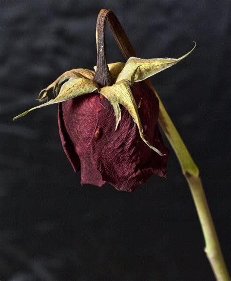 Dead Rose - for @Linda Kimble Wilted Flowers, Wilted Rose, Dying ...