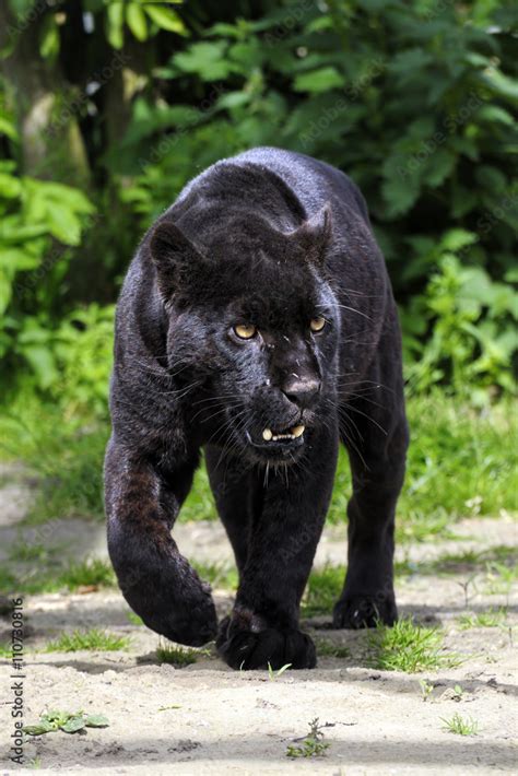 Photo & Art Print Black Jaguar - walking towards viewer