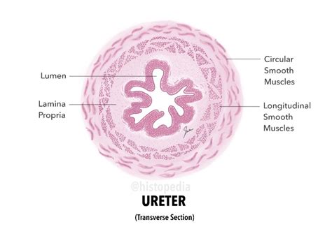 Simplified histology diagram of Ureter transverse section showing lumen lamina propria and ...