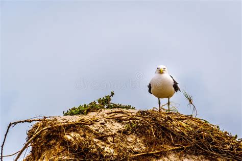 Seagull at Strandfontein Beach on Baden Powell Drive between Macassar and Muizenberg Near Cape ...