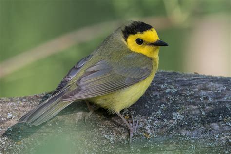 Hooded Warbler (female-spring) – Jeremy Meyer Photography