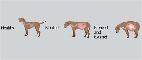 GDV bloat - Vetlife - Animal Health Partners