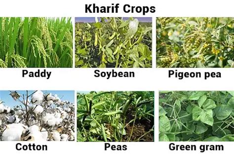 Q. With reference to the cultivation of Kharif crops in India in the ...