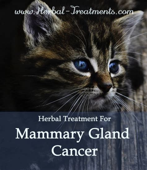 Mammary Gland Cancer in Cats - Avnayt & Waltham's HOLISTIC TREATMENT ...