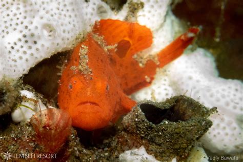 Discover 9 Species of Frogfish in Lembeh, Indonesia