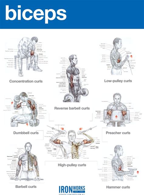 25+ bästa Musculation biceps idéerna på Pinterest | Exercice biceps, Biceps och Muscle de l épaule