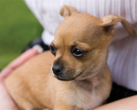 Quality Pictures of Chihuahua Breeds on Animal Picture Society
