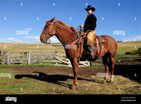 Cowboy sitting on a horse in the corral, Saskatchewan, Canada Stock Photo - Alamy