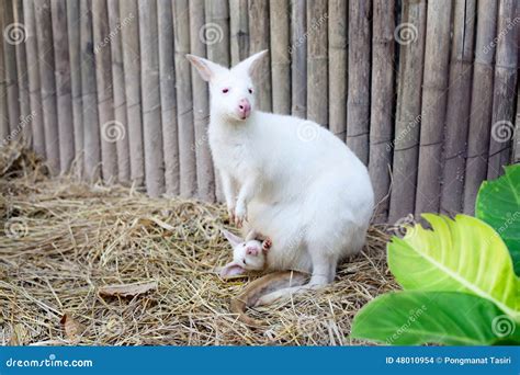 Albino Wallaby with baby stock photo. Image of agile - 48010954