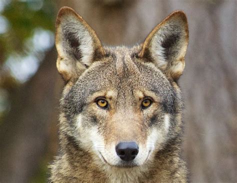 New Red Wolf Recovery Plan Calls for More Reintroductions, Fewer Killings - Center for ...