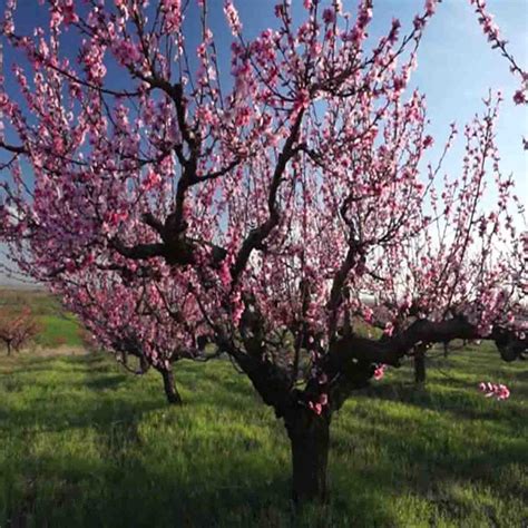 Semillas de árbol de Durazno (Prunus persica) - paquete de 5 piezas ...