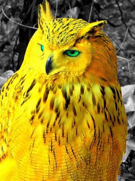 Stunning golden owl | Pet birds, Animals beautiful, Nocturnal birds