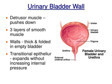 PPT - Chapter 15 The Urinary System PowerPoint Presentation - ID:565152