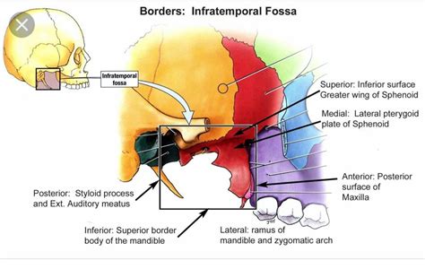 Infratemporal fossa | Anatomy, Anatomy sketches, Head and neck