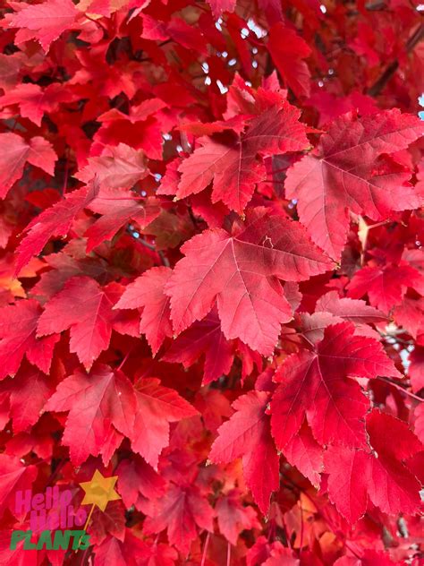 Acer 'Autumn Red/October Glory' Maple 3" Pot - Hello Hello Plants