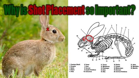 Shot Placement on Small Game - Air Rifle Hunting Tips & Tricks: Episode ...