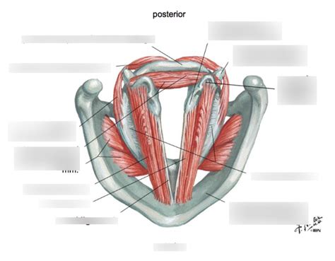 Vocal Ligament and Vocalis m. Diagram | Quizlet