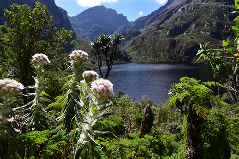 Uganda Congo Rwenzori Mountains, Africa’s most scenic mountains ...