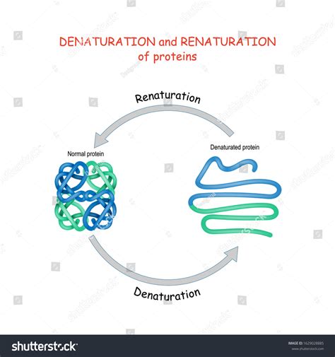 Process Denaturation Renaturation Proteins Vector Diagram 库存矢量图（免版税）1629028885 | Shutterstock