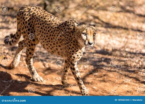 Cheetah Running in South Africa, Acinonyx Jubatus. Guepardo Stock Image ...