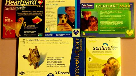 Heartworm Prevention Cats - Cat Choices