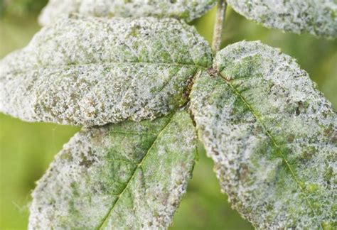 Powdery Mildew: How To Identify and Get Rid of Garden Fungus on Plants