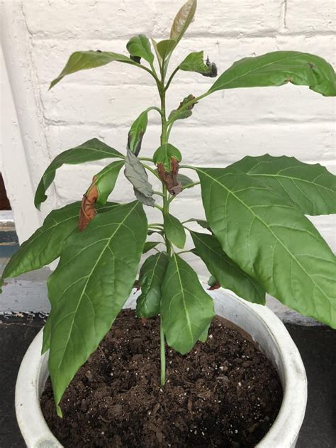 Am I overwatering my avocado tree? : r/plantclinic